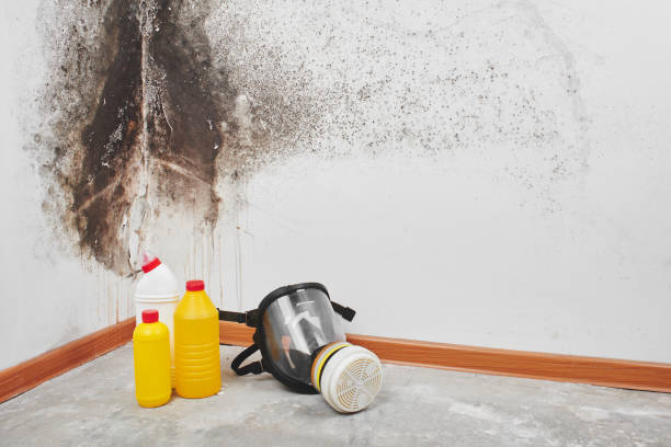 Best Emergency Mold Removal  in Iselin, NJ