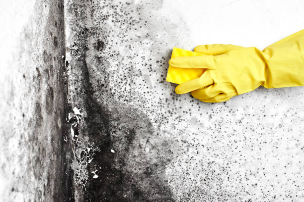 Certified Mold Removal in Iselin, NJ