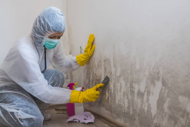 Best Certified Mold Removal  in Iselin, NJ