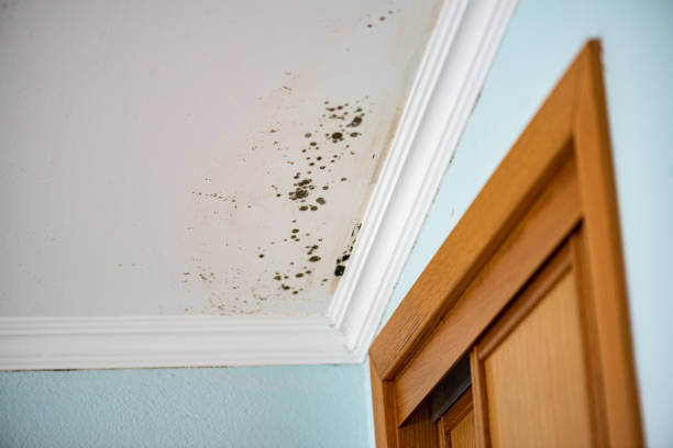 Best Mold Removal and Inspection  in Iselin, NJ