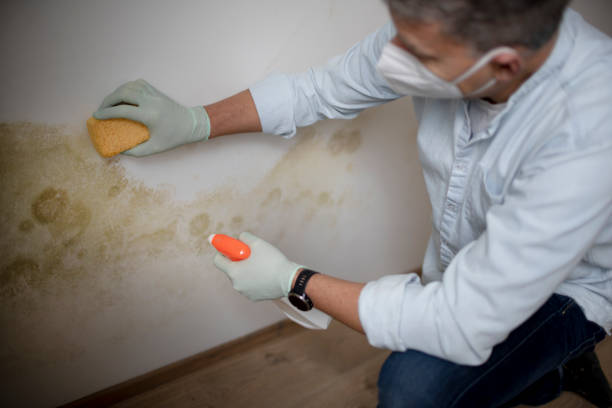 Home Mold Removal in Iselin, NJ