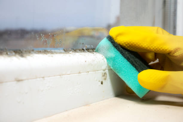 Best Emergency Mold Removal  in Iselin, NJ