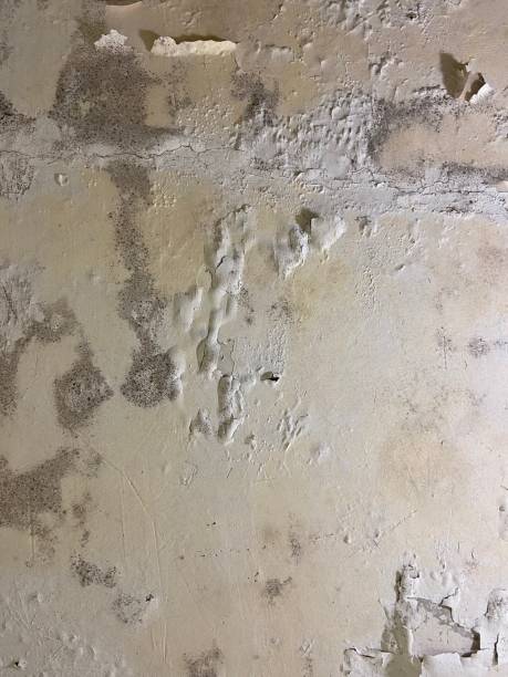 Best Mold Removal Near Me  in Iselin, NJ