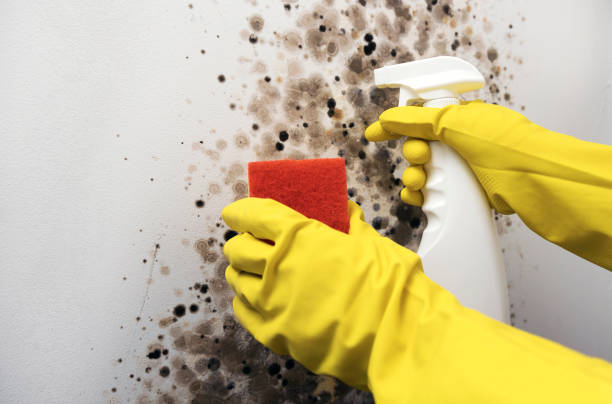 Best Mold Removal Near Me  in Iselin, NJ