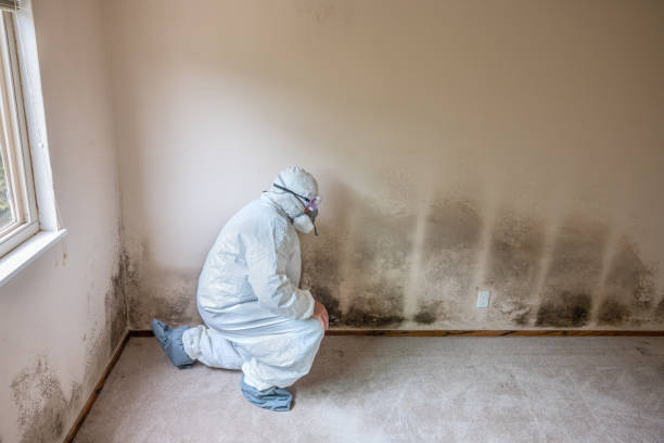 Best Toxic Mold Removal  in Iselin, NJ