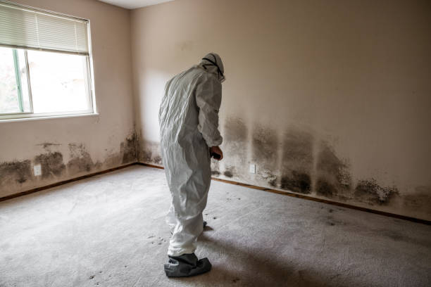 Best Home Mold Removal  in Iselin, NJ