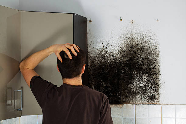 Best Professional Mold Removal  in Iselin, NJ