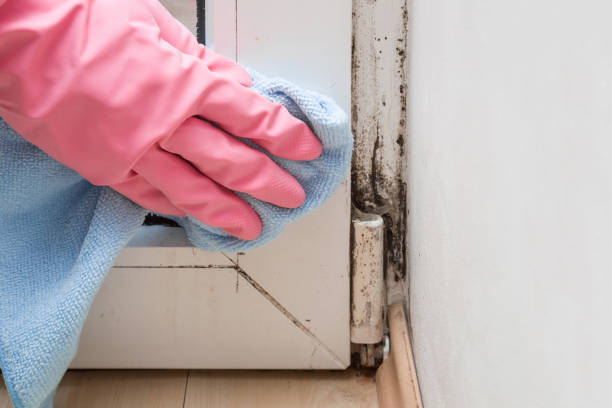 Best Professional Mold Removal  in Iselin, NJ